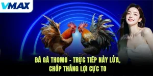 Đá Gà Thomo – Trực Tiếp Nảy Lửa, Chớp Thắng Lợi Cực To