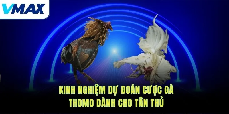 Kinh nghiệm dự đoán cược gà Thomo dành cho tân thủ